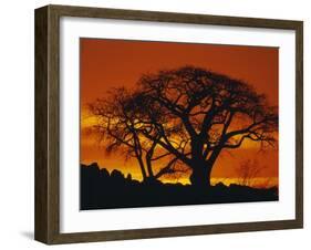 Baobab Trees at Sunset-Paul Souders-Framed Photographic Print