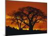 Baobab Trees at Sunset-Paul Souders-Mounted Photographic Print