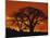Baobab Trees at Sunset-Paul Souders-Mounted Photographic Print