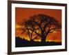 Baobab Trees at Sunset-Paul Souders-Framed Photographic Print