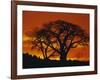 Baobab Trees at Sunset-Paul Souders-Framed Photographic Print