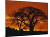 Baobab Trees at Sunset-Paul Souders-Mounted Photographic Print