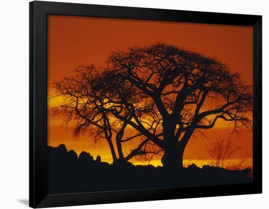 Baobab Trees at Sunset-Paul Souders-Framed Photographic Print