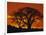 Baobab Trees at Sunset-Paul Souders-Framed Photographic Print