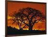 Baobab Trees at Sunset-Paul Souders-Framed Photographic Print