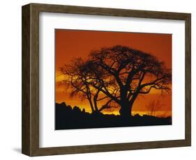 Baobab Trees at Sunset-Paul Souders-Framed Photographic Print