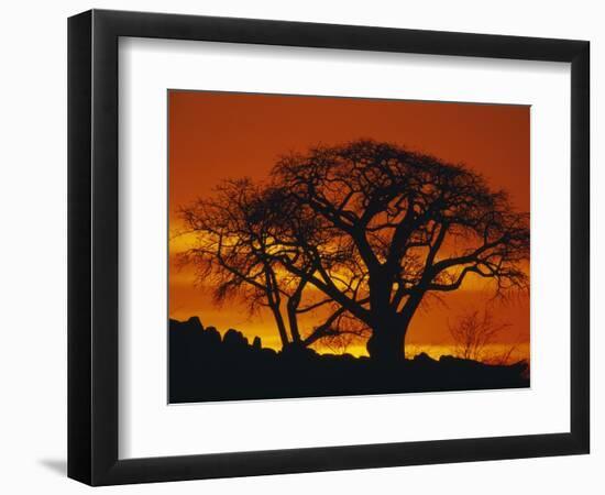 Baobab Trees at Sunset-Paul Souders-Framed Photographic Print