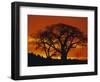 Baobab Trees at Sunset-Paul Souders-Framed Photographic Print