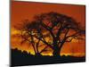 Baobab Trees at Sunset-Paul Souders-Mounted Photographic Print