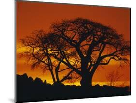 Baobab Trees at Sunset-Paul Souders-Mounted Photographic Print