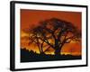 Baobab Trees at Sunset-Paul Souders-Framed Photographic Print