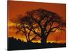 Baobab Trees at Sunset-Paul Souders-Stretched Canvas