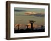 Baobab Trees in Baobabs Avenue, Near Morondava, West Madagascar-Inaki Relanzon-Framed Photographic Print