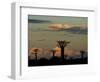 Baobab Trees in Baobabs Avenue, Near Morondava, West Madagascar-Inaki Relanzon-Framed Photographic Print