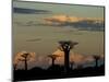 Baobab Trees in Baobabs Avenue, Near Morondava, West Madagascar-Inaki Relanzon-Mounted Photographic Print