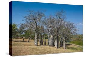 Baobab Trees in Kununurra, Kimberleys, Western Australia, Australia, Pacific-Michael Runkel-Stretched Canvas