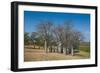 Baobab Trees in Kununurra, Kimberleys, Western Australia, Australia, Pacific-Michael Runkel-Framed Photographic Print