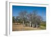 Baobab Trees in Kununurra, Kimberleys, Western Australia, Australia, Pacific-Michael Runkel-Framed Photographic Print