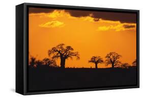 Baobab Trees in the Sunset-DLILLC-Framed Stretched Canvas