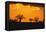 Baobab Trees in the Sunset-DLILLC-Framed Stretched Canvas