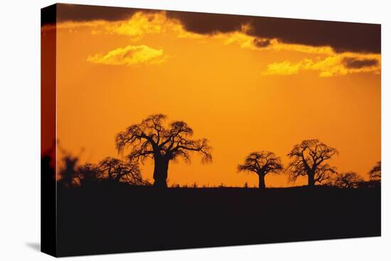 Baobab Trees in the Sunset-DLILLC-Stretched Canvas