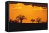 Baobab Trees in the Sunset-DLILLC-Framed Stretched Canvas