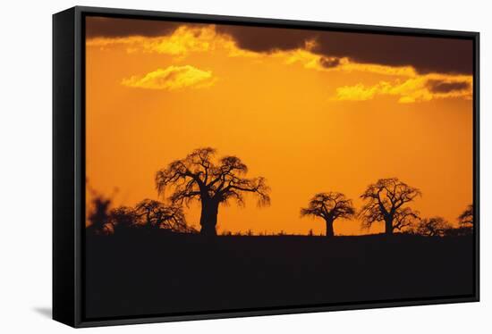 Baobab Trees in the Sunset-DLILLC-Framed Stretched Canvas