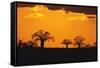 Baobab Trees in the Sunset-DLILLC-Framed Stretched Canvas