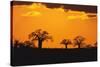 Baobab Trees in the Sunset-DLILLC-Stretched Canvas