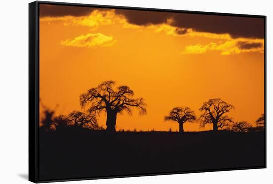 Baobab Trees in the Sunset-DLILLC-Framed Stretched Canvas