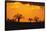 Baobab Trees in the Sunset-DLILLC-Framed Stretched Canvas