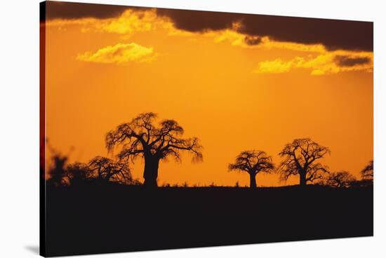 Baobab Trees in the Sunset-DLILLC-Stretched Canvas