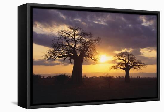 Baobab Trees in the Sunset-DLILLC-Framed Stretched Canvas