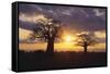 Baobab Trees in the Sunset-DLILLC-Framed Stretched Canvas