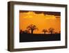 Baobab Trees in the Sunset-DLILLC-Framed Premium Photographic Print