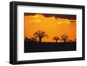 Baobab Trees in the Sunset-DLILLC-Framed Premium Photographic Print