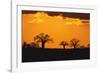 Baobab Trees in the Sunset-DLILLC-Framed Photographic Print