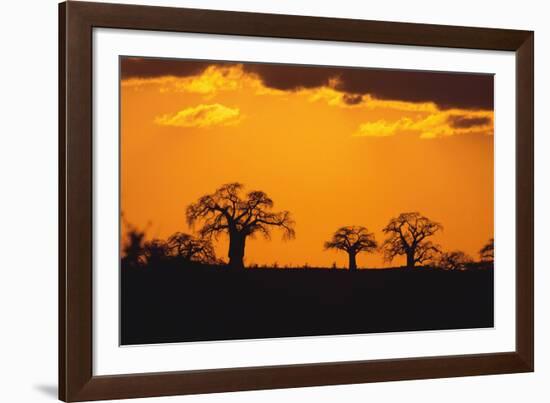 Baobab Trees in the Sunset-DLILLC-Framed Photographic Print