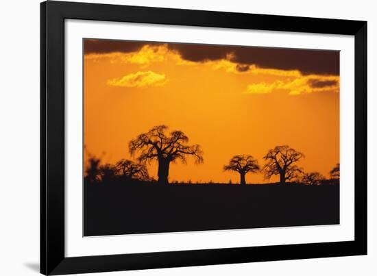 Baobab Trees in the Sunset-DLILLC-Framed Photographic Print