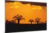 Baobab Trees in the Sunset-DLILLC-Mounted Photographic Print