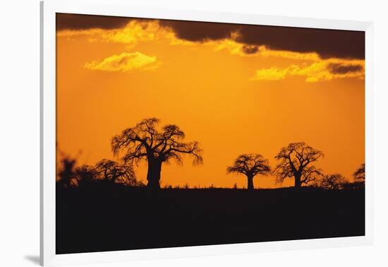 Baobab Trees in the Sunset-DLILLC-Framed Photographic Print