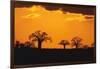 Baobab Trees in the Sunset-DLILLC-Framed Photographic Print