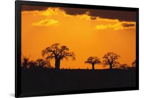 Baobab Trees in the Sunset-DLILLC-Framed Photographic Print