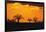 Baobab Trees in the Sunset-DLILLC-Framed Photographic Print