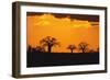 Baobab Trees in the Sunset-DLILLC-Framed Photographic Print