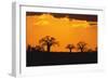 Baobab Trees in the Sunset-DLILLC-Framed Photographic Print