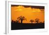 Baobab Trees in the Sunset-DLILLC-Framed Photographic Print