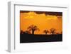 Baobab Trees in the Sunset-DLILLC-Framed Photographic Print