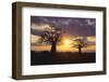 Baobab Trees in the Sunset-DLILLC-Framed Photographic Print