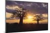 Baobab Trees in the Sunset-DLILLC-Mounted Photographic Print